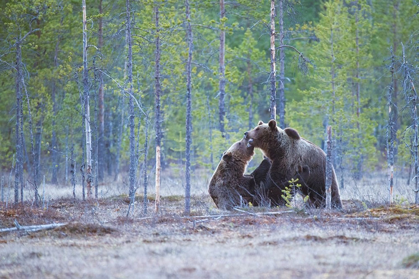 Grizzly bears continue to spread across Montana