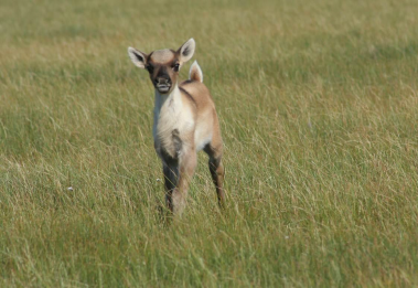 baby caribou