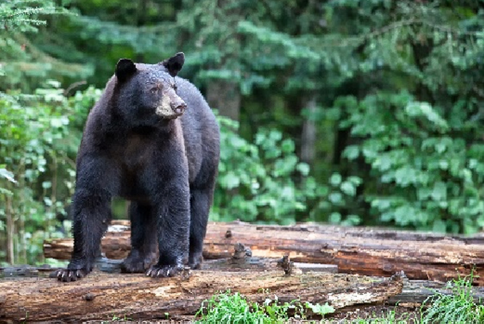 Northeastern California Black Bear - Safari Club International Foundation