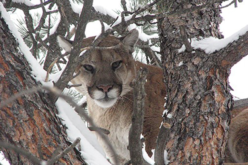 Colorado - Mountain Lion Foundation