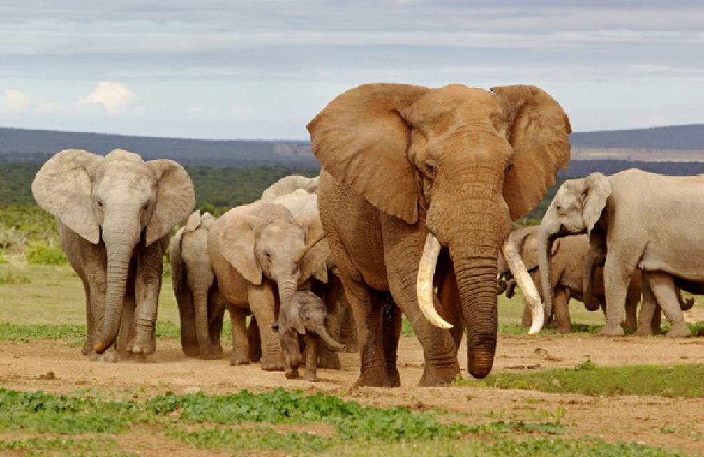 IUCN African Elephant Database - Safari Club International Foundation