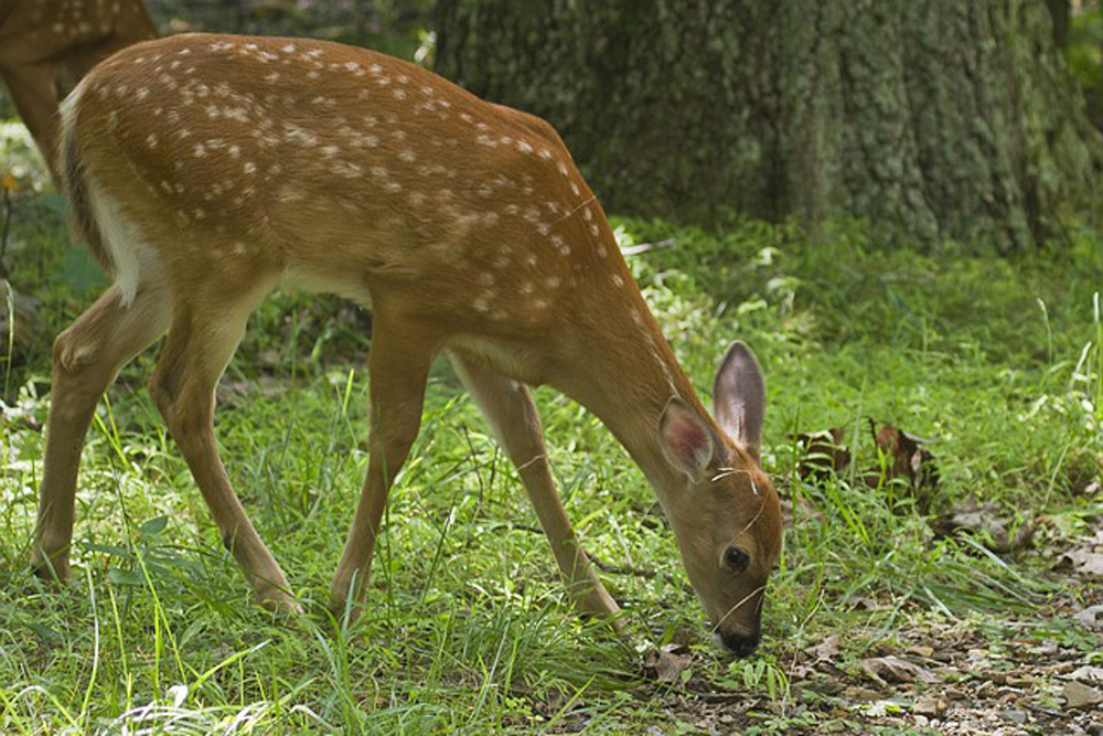 Virginia White Tailed Deer - Safari Club International Foundation