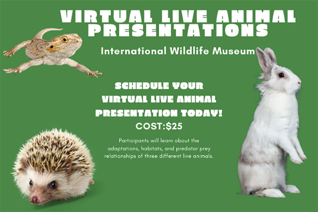 Live Animal Encounters for Virtual Schools - Safari Club International  Foundation