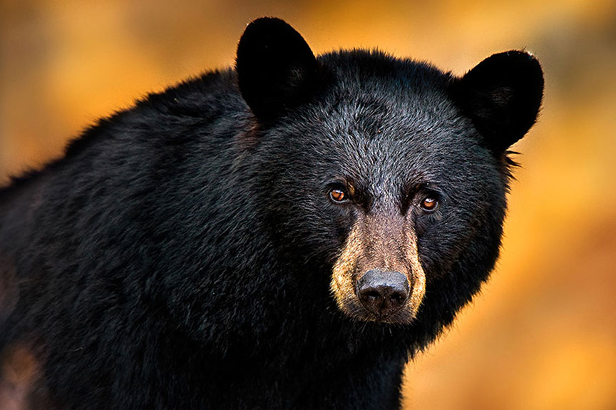 Missouri's black bear hunt is conservation in action