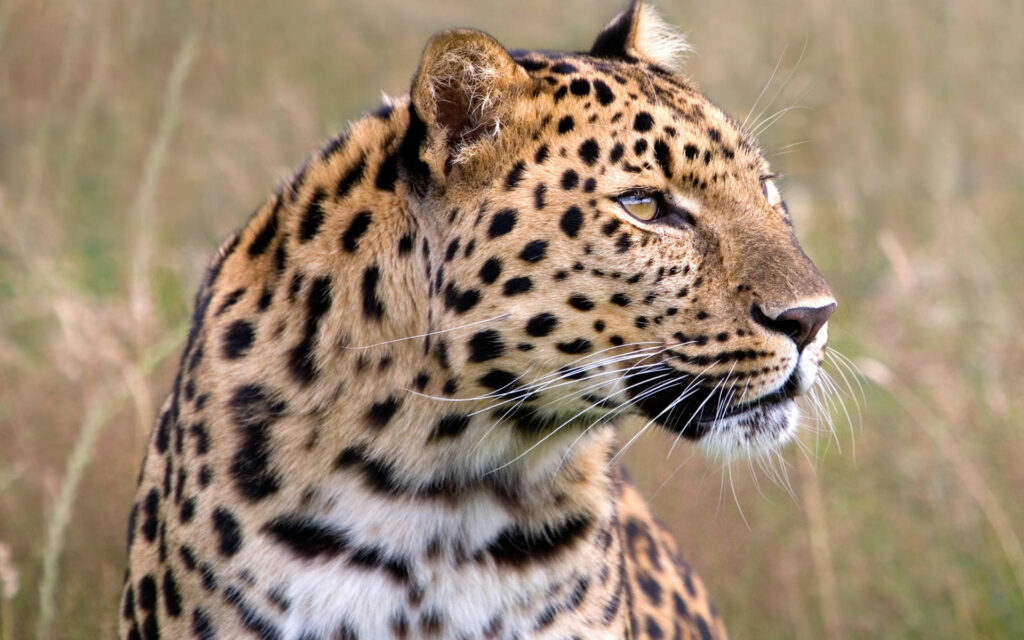 leopards in africa