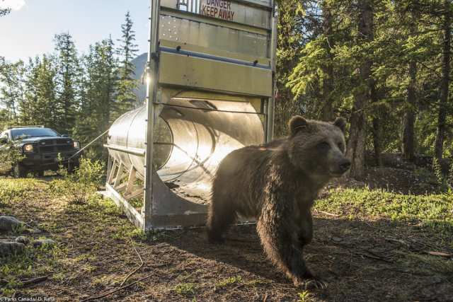 Facts about Grizzly Bear  Grizzly Bear Protection Yukon