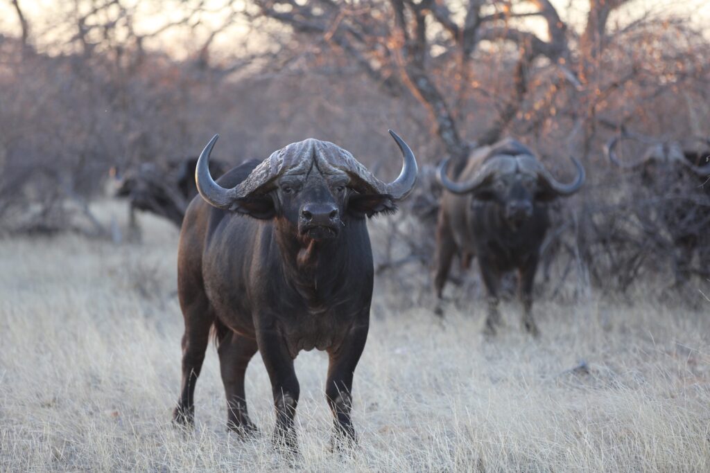 African Buffalo  African Wildlife Foundation