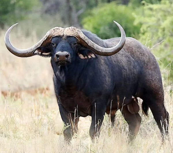 The Ultimate Safari Sweepstakes with Nick Hoffman - Image 2