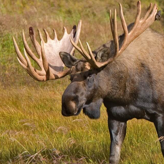 Alaska-Moose