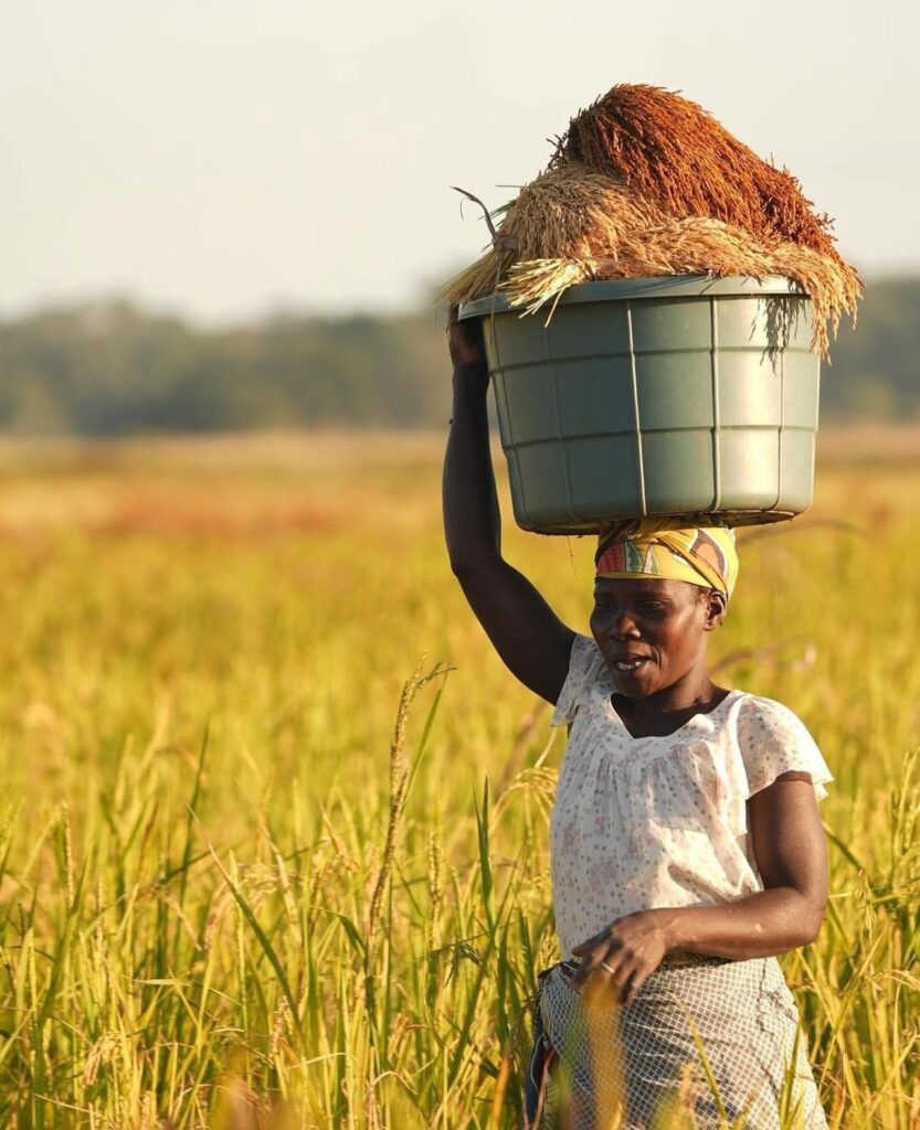 Michigan Chapter crop yield