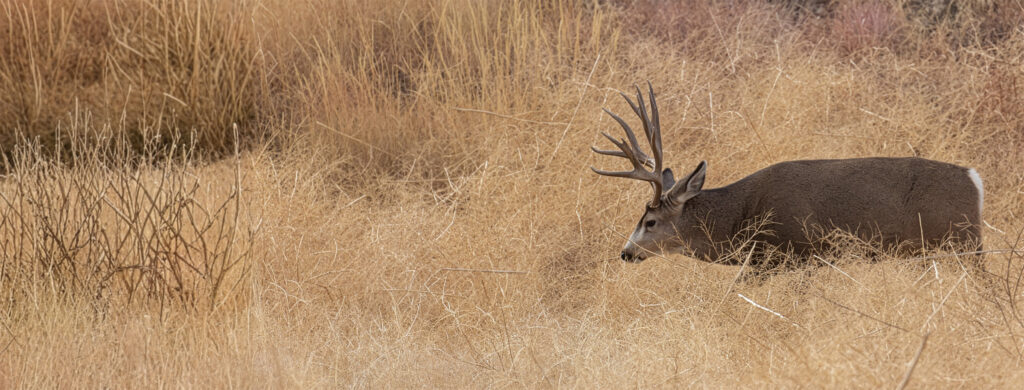 Chronic Wasting Disease (CWD) Program - Safari Club International ...