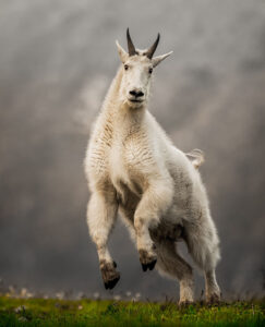 Mtn Goat Creekbed res