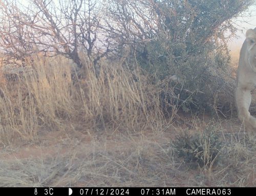 Big Cats, Small Cats—and Everything in Between